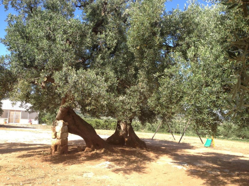 Masseria Casamassima Agriturismo Villa Остуни Екстериор снимка